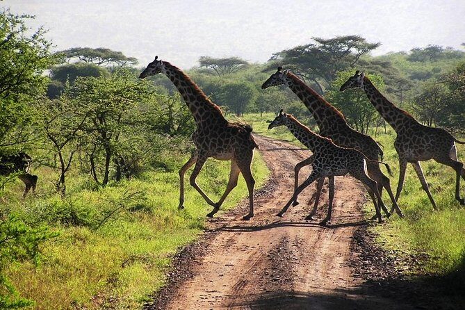 2-Day Amboseli National Park Safari- Daily Departures - Who Should Consider This Tour?