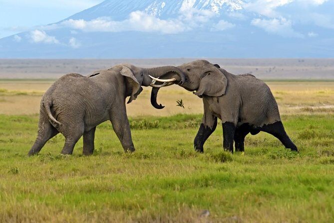 2-Day Amboseli National Park Safari- Daily Departures - FAQ