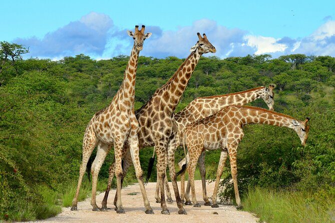 2 Day Budget Safari in Tarangire and Ngorongoro From Arusha - A Practical Overview of the 2-Day Safari Experience