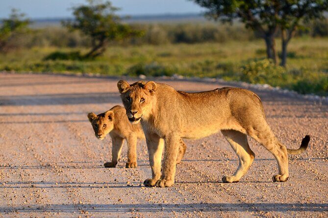 2 Day Budget Safari in Tarangire and Ngorongoro From Arusha - Authentic Encounters and What Travelers Say
