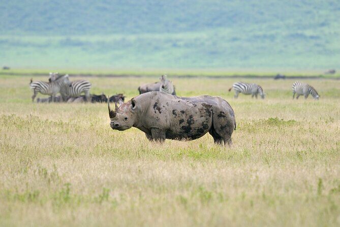 2 Day Budget Safari in Tarangire and Ngorongoro From Arusha - The Sum Up