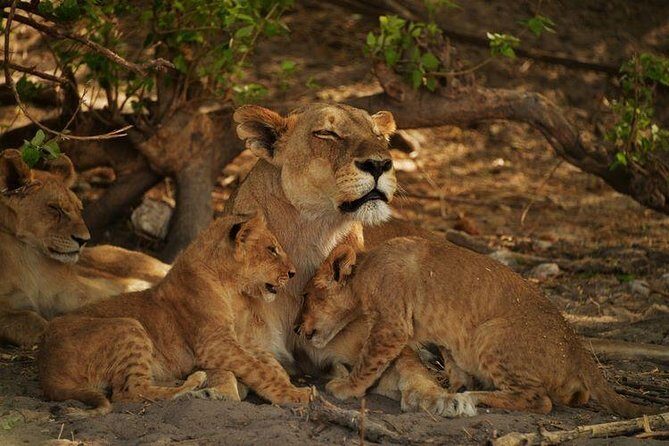 2-Day Camping Safari in Chobe National Park from Victoria Falls - Introduction