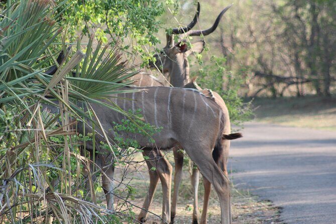 2-Day Camping Safari in Chobe National Park from Victoria Falls - Key Points