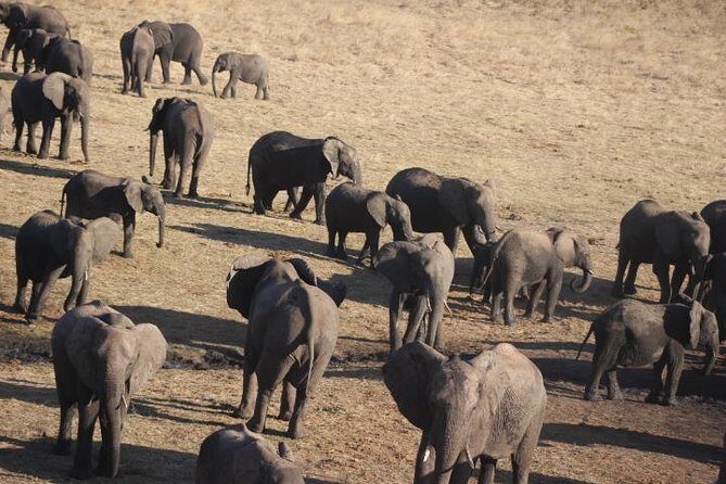 2-Day Camping Safari in Chobe National Park from Victoria Falls - How Do You Value the Price?
