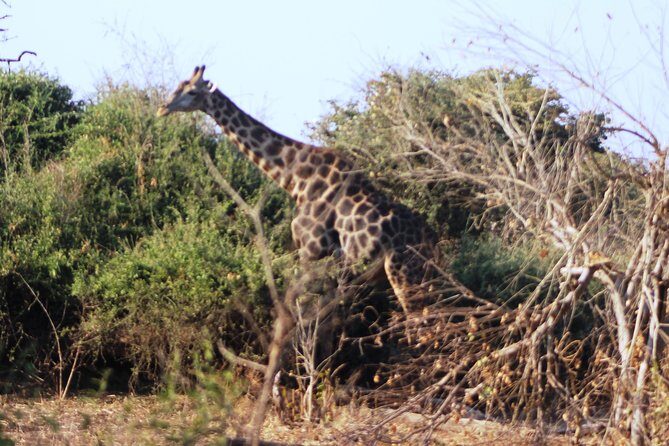 2-Day Camping Safari in Chobe National Park from Victoria Falls - What About Practicalities?
