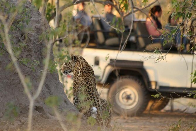 2-Day Camping Safari in Chobe National Park from Victoria Falls - Authentic Reviews and What They Say
