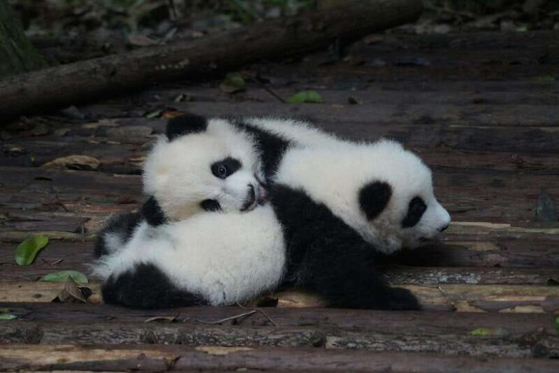 2-Day Chengdu & Mount Qingcheng Heritage Tour - Practical Aspects and What to Expect