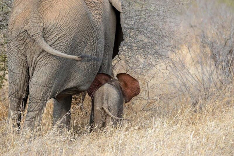 2-day comfortable safari from Dar-es-Salaam to Mikumi N Park - Key Points