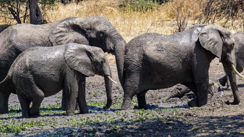 2-day comfortable safari from Dar-es-Salaam to Mikumi N Park - Itinerary Breakdown: What to Expect Each Day