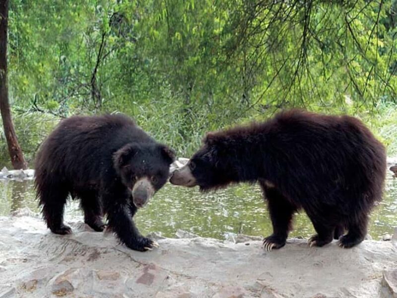 2-Day Delhi Tour with SOS Elephant & Bear Sanctuary Visit - FAQ