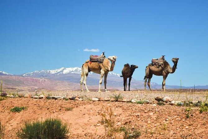 2-Day Desert Tour from Marrakech to zagora Camel Treks & Luxury Camp - How This Tour Offers Value