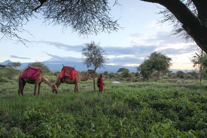 2- Day Diani to Amboseli Flying Safari - Key Points