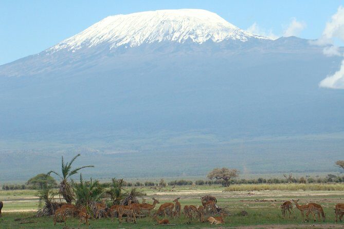 2- Day Diani to Amboseli Flying Safari - What Sets This Tour Apart