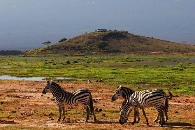 2- Day Diani to Amboseli Flying Safari - Who Will Love This Safari?