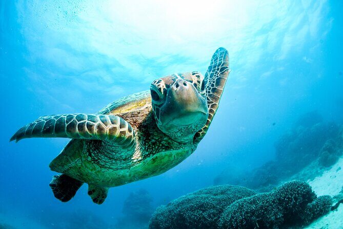 2 Day Great Barrier Reef, Daintree Rainforest & Cape Tribulation - FAQs
