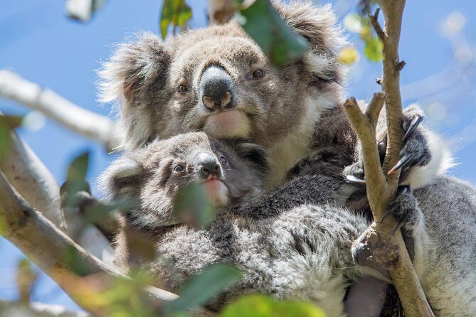 2-Day Great Ocean Road and Grampians Tour Roundtrip from Melbourne - Authentic Experiences and Traveler Feedback
