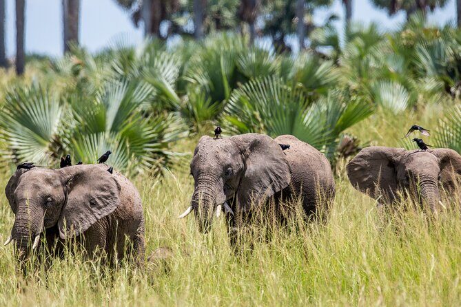2 Day Guided Murchison Falls And Zziwa Rhino Trekking Safari - An In-Depth Look at the Murchison Falls and Zziwa Rhino Safari