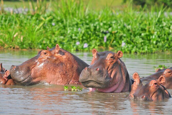 2 Day Guided Murchison Falls And Zziwa Rhino Trekking Safari - FAQ