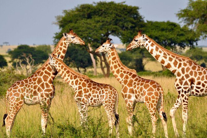 2 Day Hluhluwe Game Reserve & Isimangaliso Park from Durban - The Experience in Detail