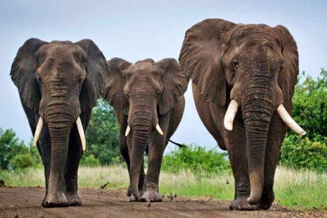 2 Day Hluhluwe Game Reserve & Isimangaliso Park from Durban - Practical Considerations