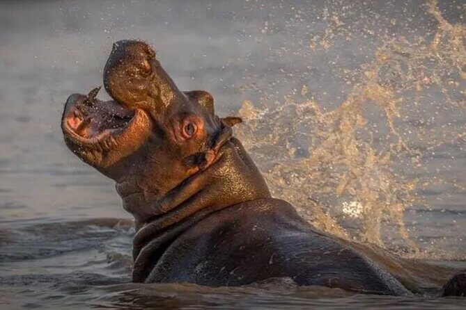 2 Day Hluhluwe Game Reserve & Isimangaliso Park from Durban - Final Word: Is This Tour Right for You?