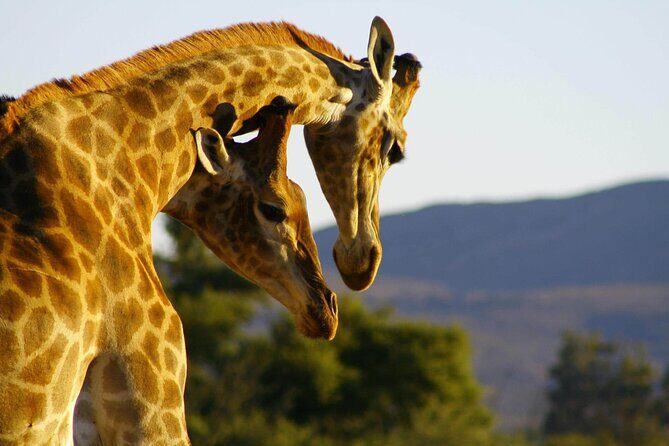 2 Day Inverdoorn Luxury Safari - FAQ