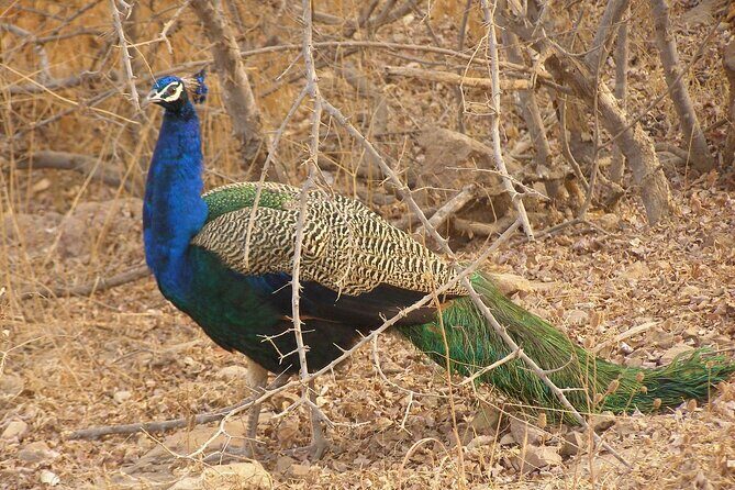 2 Day Jim corbett national park tour with 2 Safari - The Itinerary: What to Expect