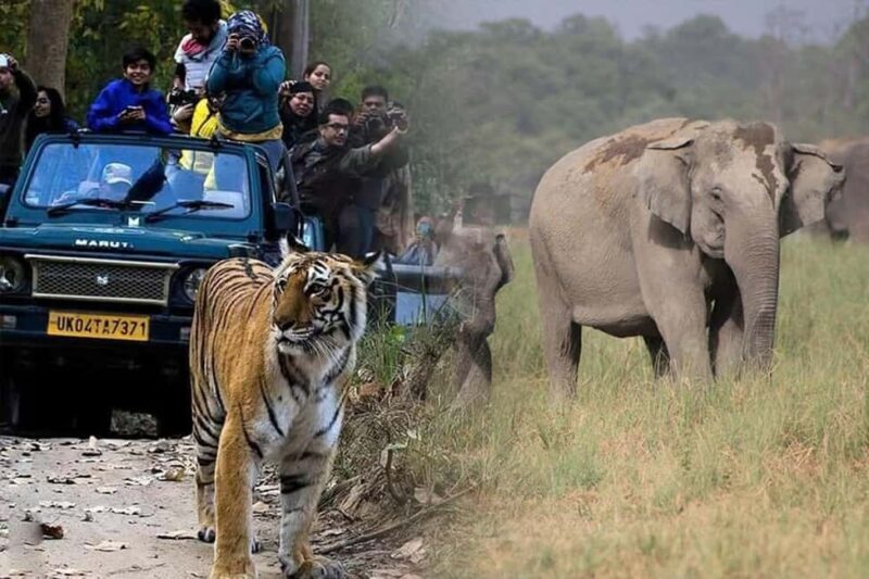 2-Day Jim Corbett Tour from Delhi: Safari & Nature Retreat - Return Journey to Delhi