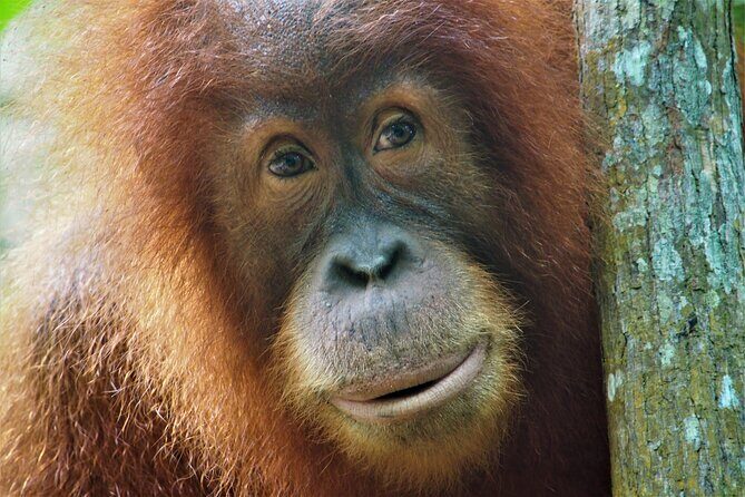 2-Day Jungle Trekking & Rafting in North Sumatra - Key Points