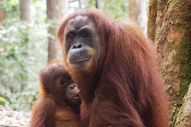 2-Day Jungle Trekking & Rafting in North Sumatra - FAQ
