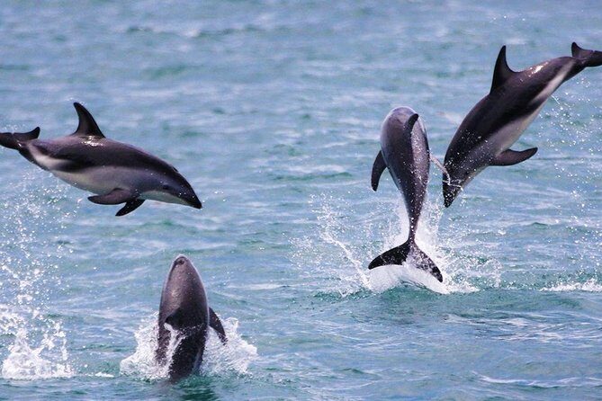2 Day Kaikoura Whale and Dolphin Tour from Christchurch - Authentic Marine Encounters: What Travelers Say