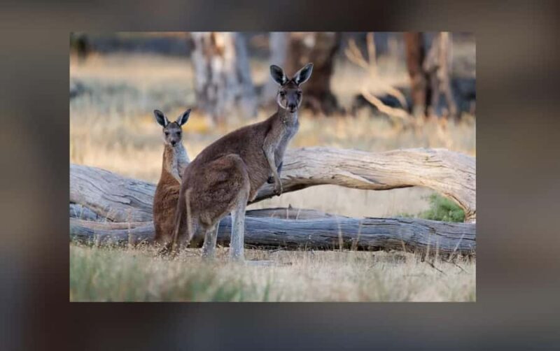 2-Day Kangaroo Island Private Tour - Why Choose This Tour?