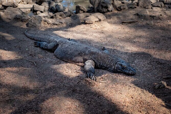 2-Day Komodo National Park and Rinca Island Wildlife Adventure from Bali - Key Points