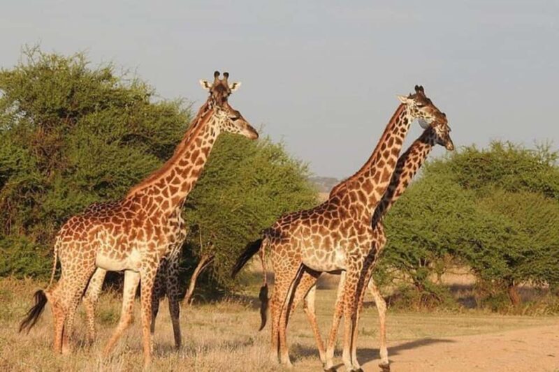 2 Day - Lake Manyara National Park and Ngorongoro Crater - Introduction and First Impressions