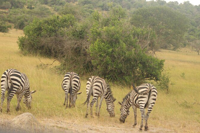 2 Day Lake Mburo National park wildlife Safari - Who Should Consider This Tour?