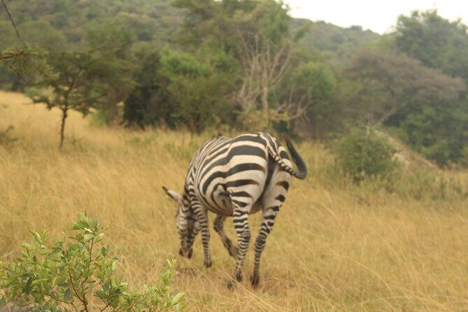 2 Day Lake Mburo National park wildlife Safari - Final Thoughts