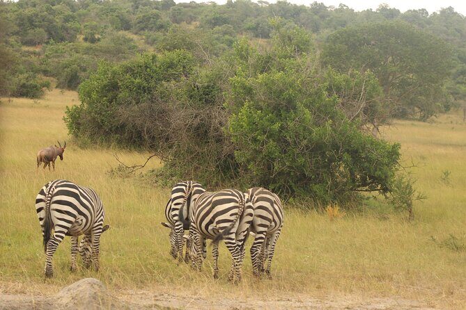 2 Day Lake Mburo National park wildlife Safari - FAQ (Frequently Asked Questions)