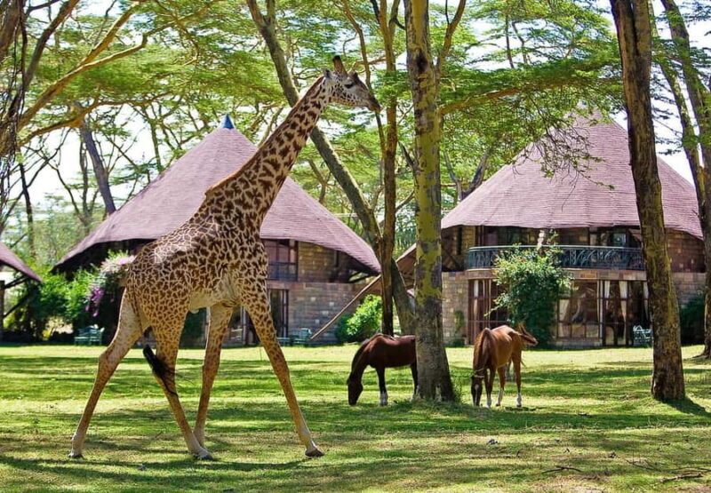 2-Day Lake Nakuru Flamingo Safari & lake Naivasha Boat Ride - The Sum Up