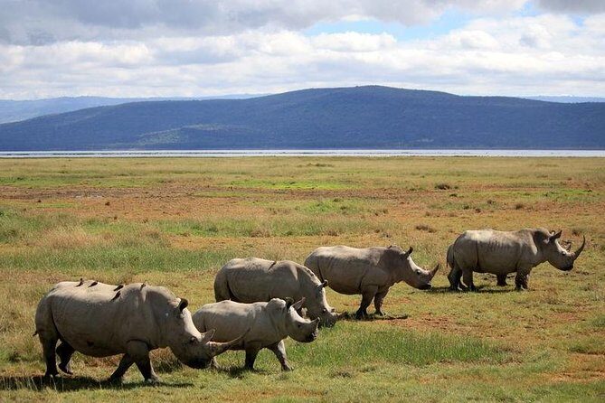2 Day Lake Nakuru National Park Safari - Daily Departures - Key Points