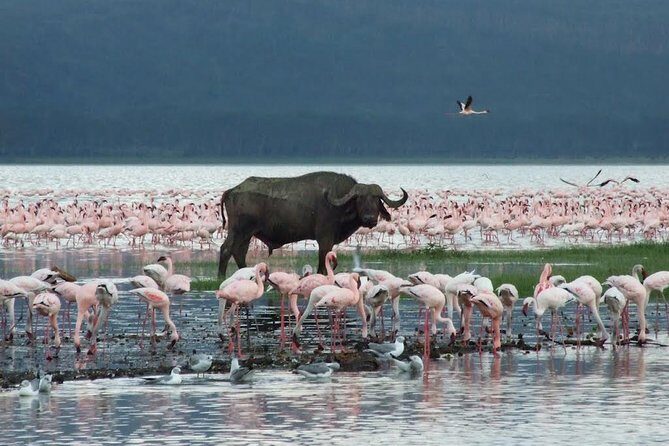 2 Day Lake Nakuru National Park Safari - Daily Departures - Exploring the Itinerary in Detail