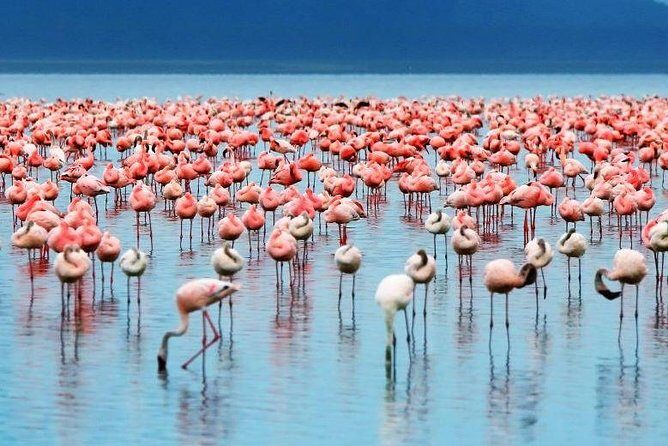 2 Day Lake Nakuru National Park Safari - Daily Departures - Practical Details and Tips