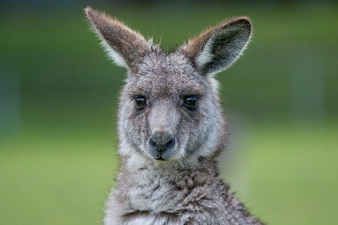2-Day Melbourne to Adelaide Tour via Great Ocean Road Grampians - A Detailed Look at What’s Included and What to Expect