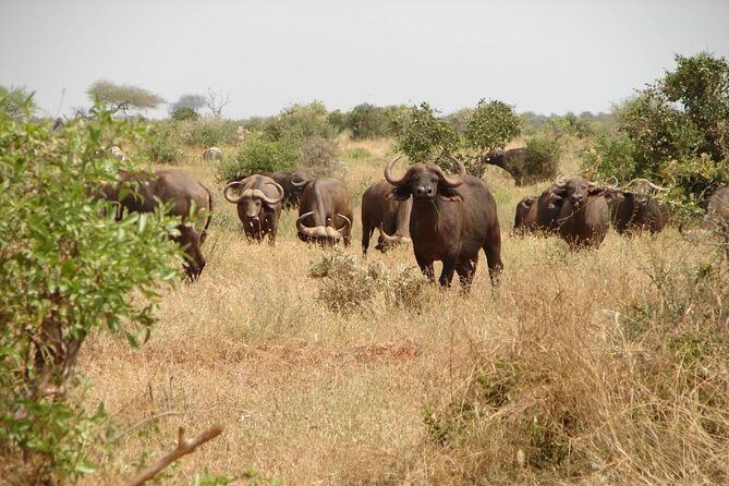 2-Day Mombasa to Tsavo East Safari - Key Points
