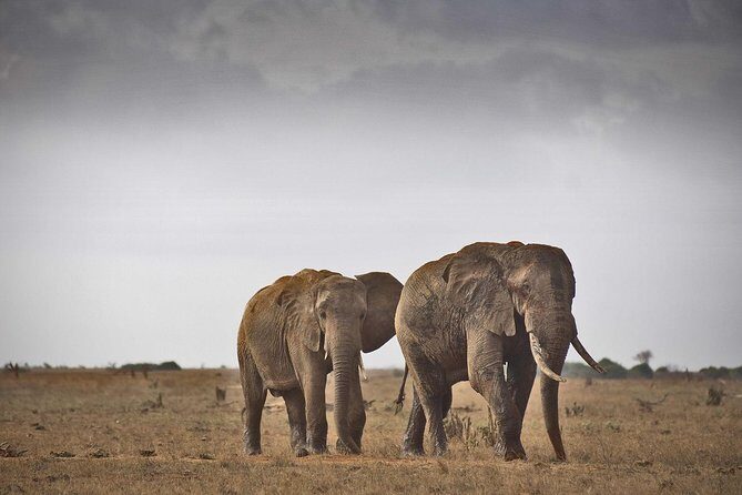 2-Day Mombasa to Tsavo East Safari - The Practical Details: Comfort and Convenience