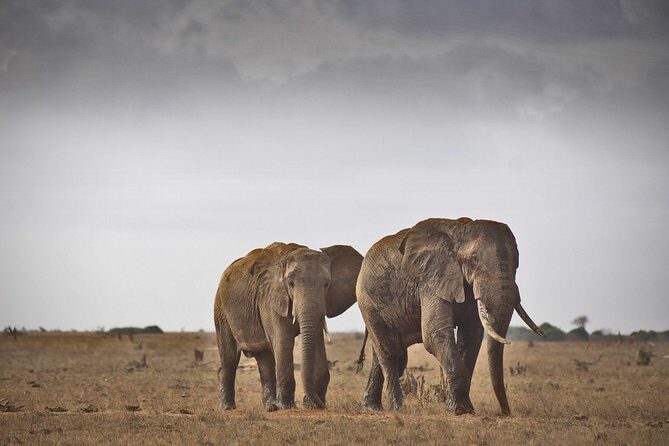2-Day Mombasa to Tsavo East Safari - Who Will Appreciate This Tour?