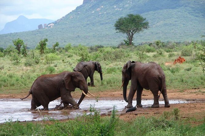 2-Day Mombasa to Tsavo East Safari - Final Thoughts: Is This Safari Right for You?