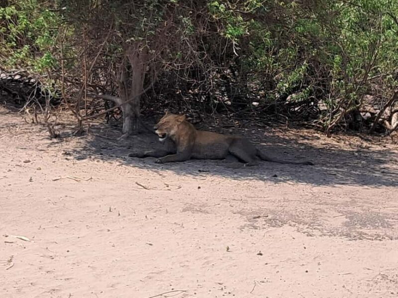 2 Day one night chobe safaris - Authenticity and Experience Quality