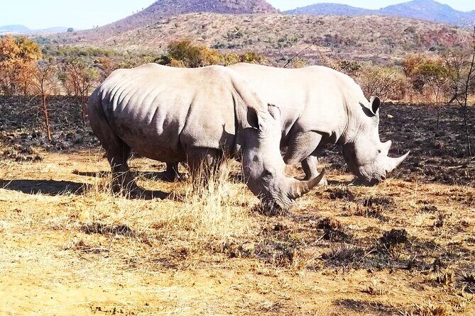 2 Day Pilanesberg national park Guided Tour - Who This Tour Is Perfect For