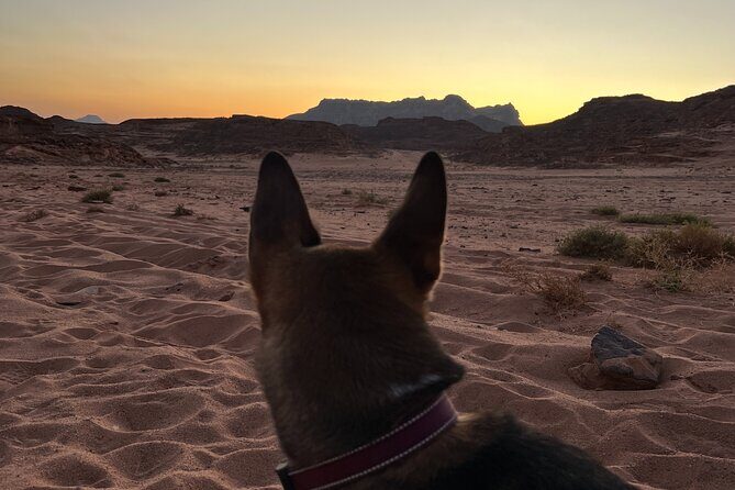 2 Day Private Desert Experience in Sinai - Exploring Sinai’s Desert in Detail