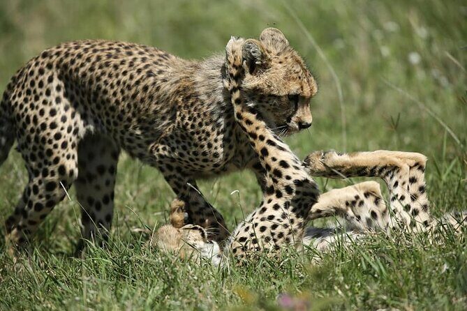 2-Day Private Guided Tour to Tarangire and Ngorongoro - Practical Details and Logistics